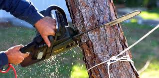 How Our Tree Care Process Works  in  Fort Denaud, FL