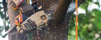 Best Lawn Watering Services  in Fort Denaud, FL