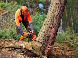Best Utility Line Clearance  in Fort Denaud, FL