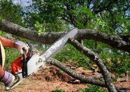 Best Soil Testing and Treatment  in Fort Denaud, FL