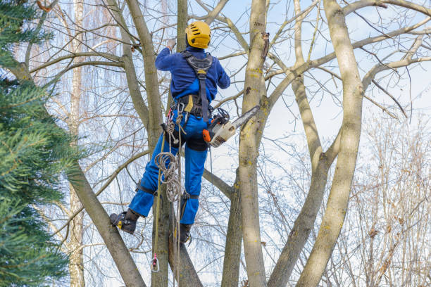Best Lawn Maintenance Plans  in Fort Denaud, FL