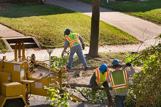 Best Fruit Tree Pruning  in Fort Denaud, FL