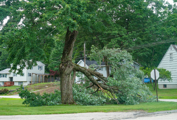 Best Tree Risk Assessment  in Fort Denaud, FL