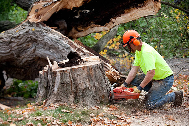 Best Emergency Tree Removal  in Fort Denaud, FL