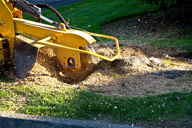 Best Lawn Renovation and Restoration  in Fort Denaud, FL