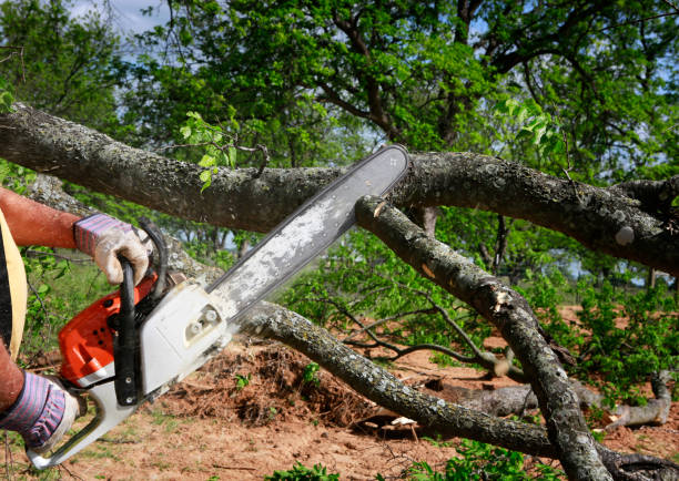 Best Tree Mulching  in Fort Denaud, FL