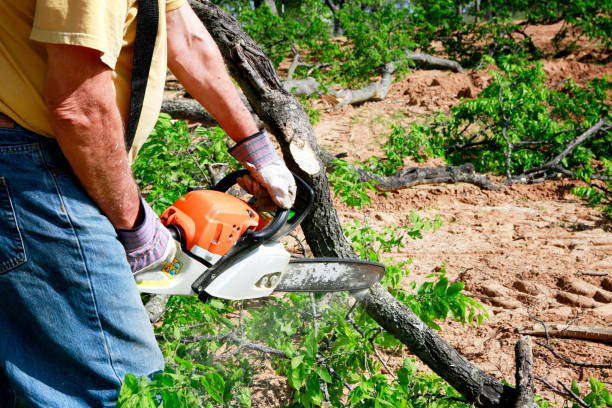 Professional Tree Services in Fort Denaud, FL